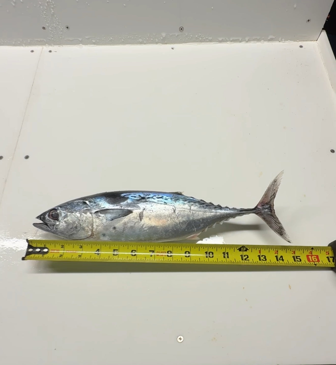 3" Tube Bucket Self-Contained